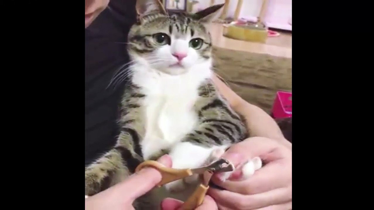 What a good cat ??