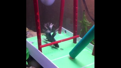 Un homme dresse un poisson à faire du slalom dans son aquarium !