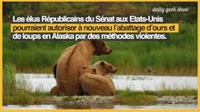 Alaska, sur la piste des ours et des loups