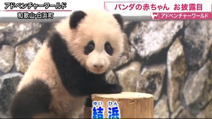 2017.1.28 ゆいひんお披露目
