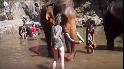 How to Elephant Attacked on Sexy Nude Girl