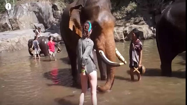 How to Elephant Attacked on Sexy Nude Girl