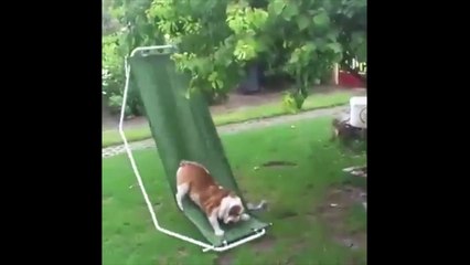 Un chien fait de la balançoire sur un transat !