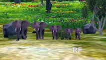 Dedo De La Familia De La Canción Del Elefante | Animal Canciones Dedo De La Familia De Canciones Infantiles Canciones Para Childr
