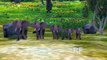 Dedo De La Familia De La Canción Del Elefante | Animal Canciones Dedo De La Familia De Canciones Infantiles Canciones Para Childr
