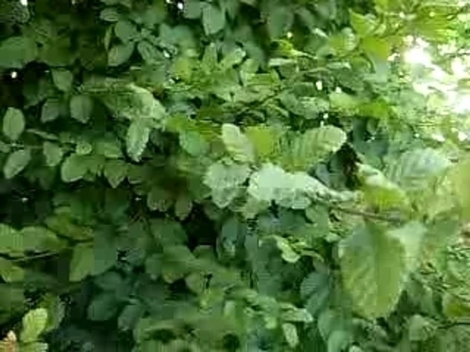 DSCN0409