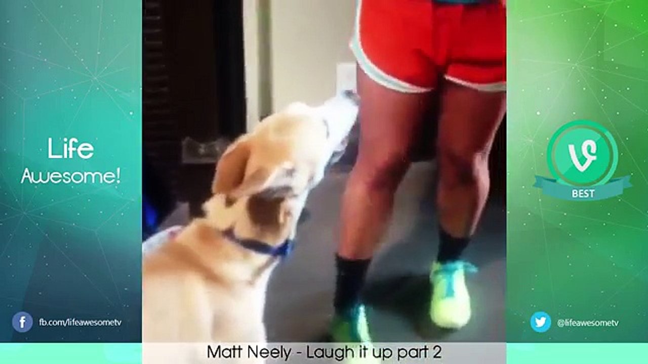 TRY NOT TO LAUGH OR GRIN - Funny Cat & Dog Compilation 2016