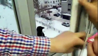 Развод на ложку от вороны