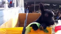 Sevimli Bebek Keçi - Sevimli Ve Komik Bebek Keçiler