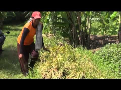 Harga Gabah dan Beras Melonjak, Petani Tetap Merugi - NET16
