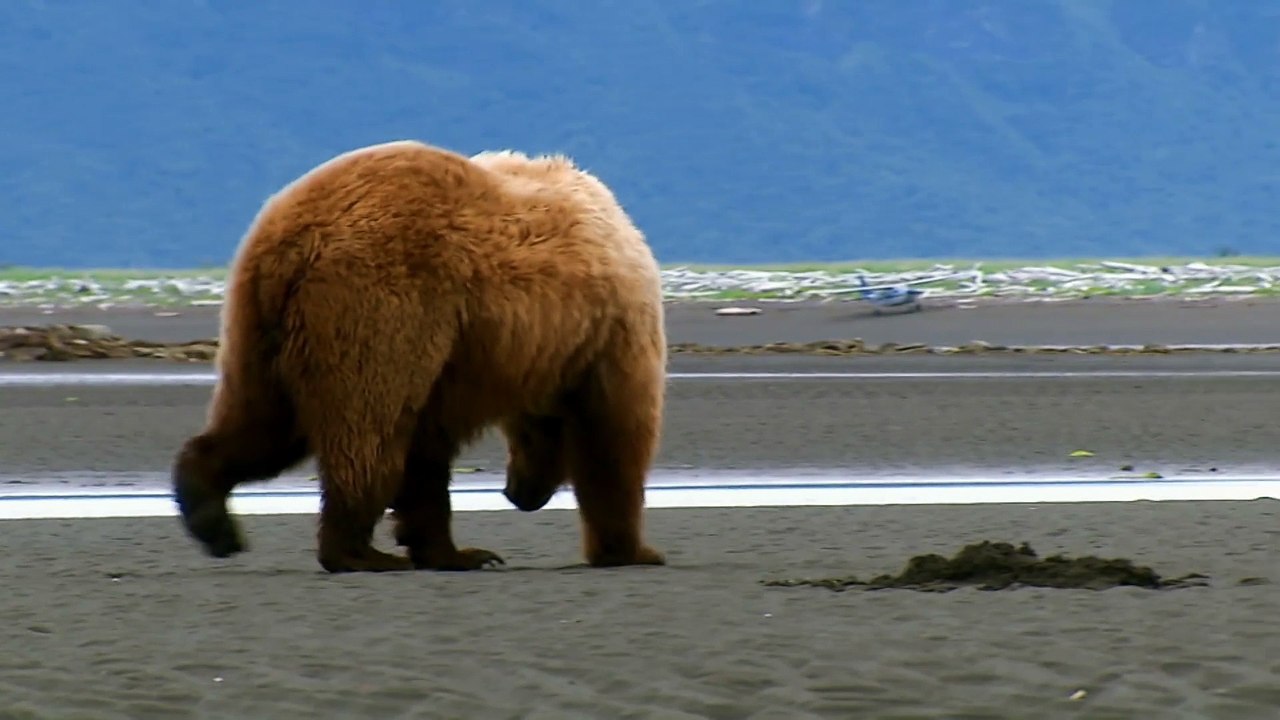 Les ours brun en Alaska
