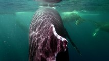 Wild Alaska - Les baleines partent à la pêche