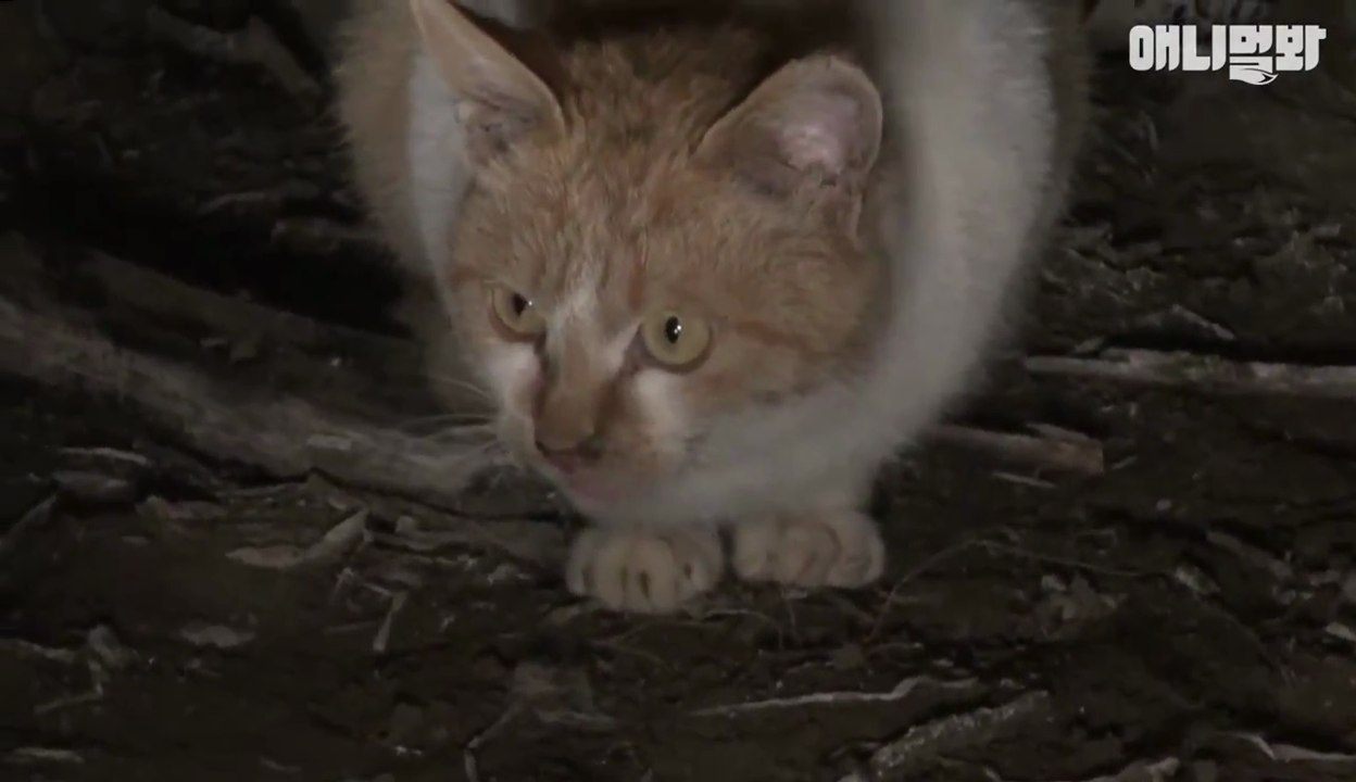 Un chat très émouvant qui ne veut pas laisser son amie morte