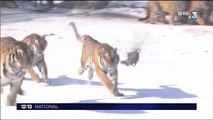 Découverte : des tigres de Sibérie filmés grâce à un drone