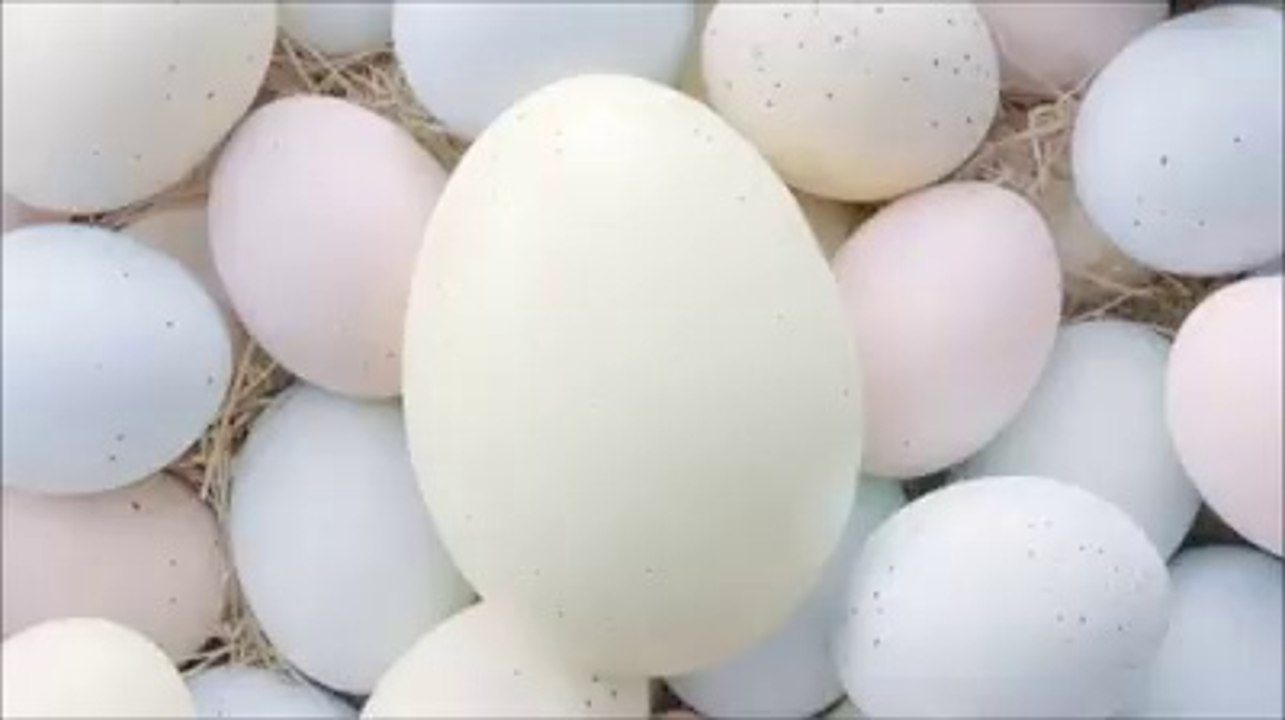 Cutest baby cats coming out of eggs