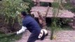 Panda wants to hug non stop