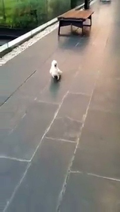 Un cacatoès aboie comme un chien