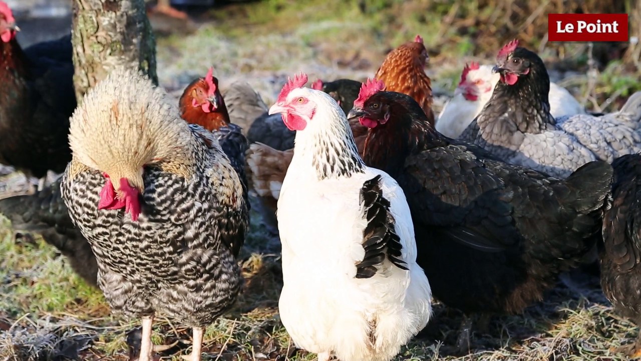 L’intelligence des animaux d’élevage #3 : la poule