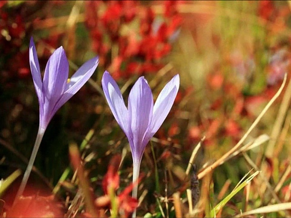 Automn   John  Sokoloff