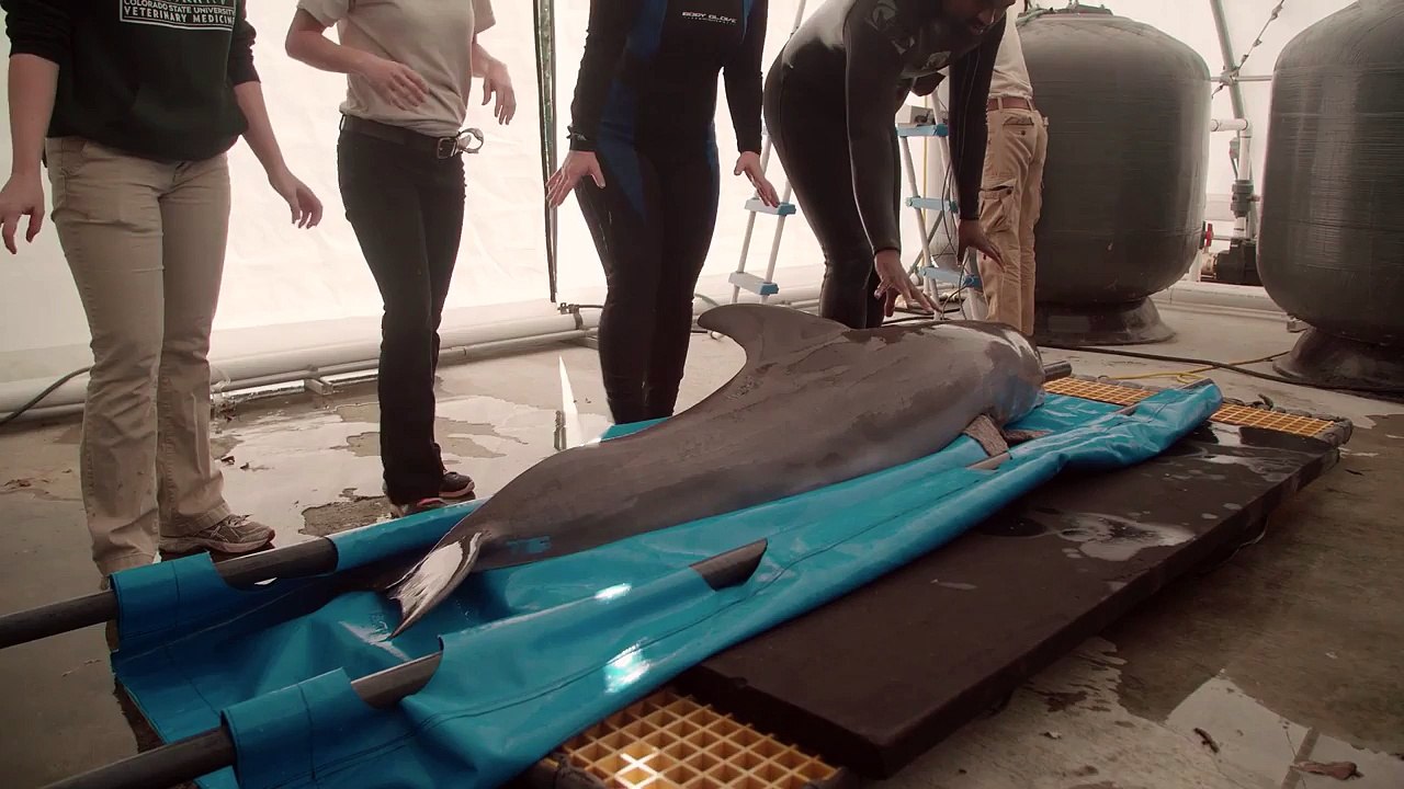Audubon Nature Institute - Rescued Dolphin Hearing Test