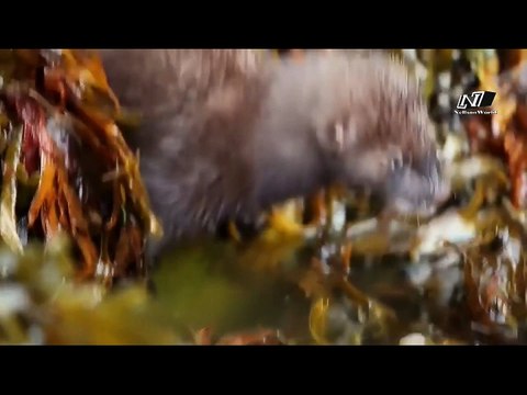 Мир Диких Животных- Аляска