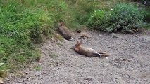 Baby Rabbit rolling in dust with Mum and along come some Baby Guinea Fowl