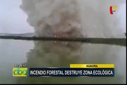Huaura: zona ecológica quedó destruida por incendio forestal