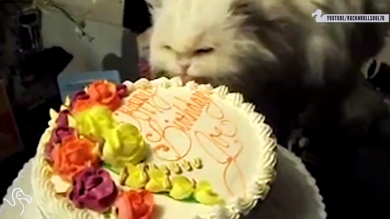 Funny Cats Compilation #2