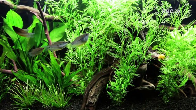 Aquamen les rois des aquariums la petite sirene