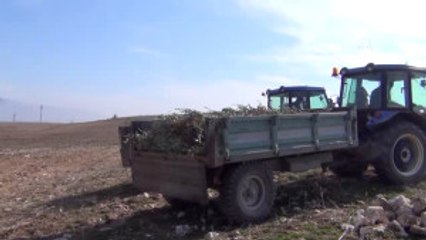 Hazine Arazisine Dikilen 17 Bin Zeytin Fidanı Söküldü - Manisa