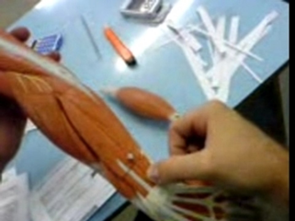 Musculos do braço