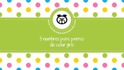 Nombres para perras de color gris