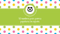50 nombres para perras populares en España - www.nombresparamimascota.com