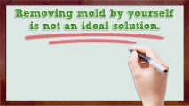Mold Removal And Remediation Services