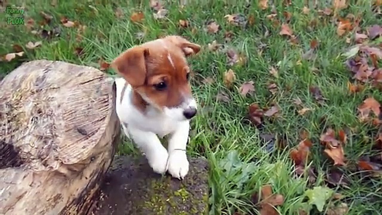 Puppies and Babies Playing Together Compi