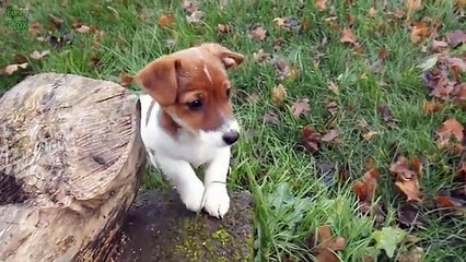 Puppies and Babies Playing Together Compi