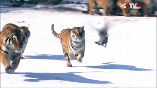 Buzz : Une horde de tigres de Sibérie tentent de dévorer un drone !