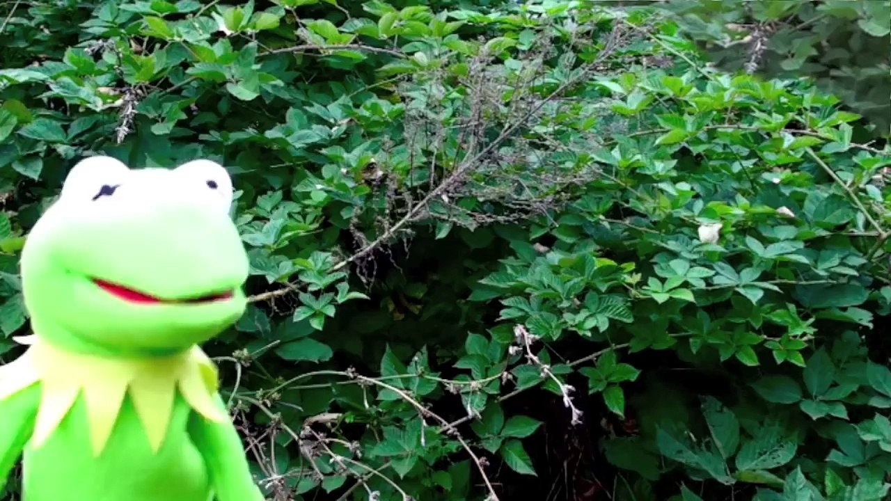 Kermit the Frog Rain Dance! Muppets Gone Wild Sesame Street Funny Toy ...