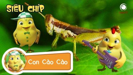 ✔ Nhạc thiếu nhi vui nhộn | CON CÀO CÀO | Chicken Band | Gà con Siêu chíp
