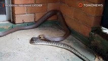 Cobra marrom come python tapete em imagens raras da Austrália.