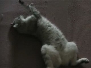 5 Minutes Avec Grisélidis (My Seductive, Sensual Cat)