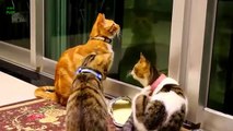 Funny Bread Cat Videos Compilation