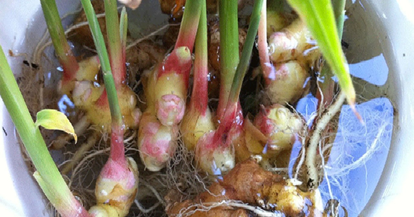 stop buying ginger