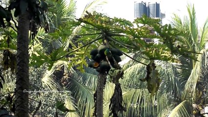 Kill hookworm thread worm with cheap home  remedy