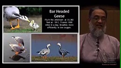 Amazing Bird that fly 11000 km non stop