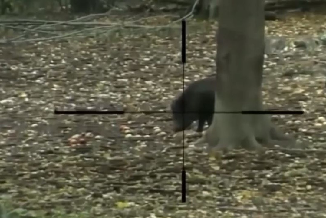 la chasse au sanglier, puis le traitement après avoir reçu la balle