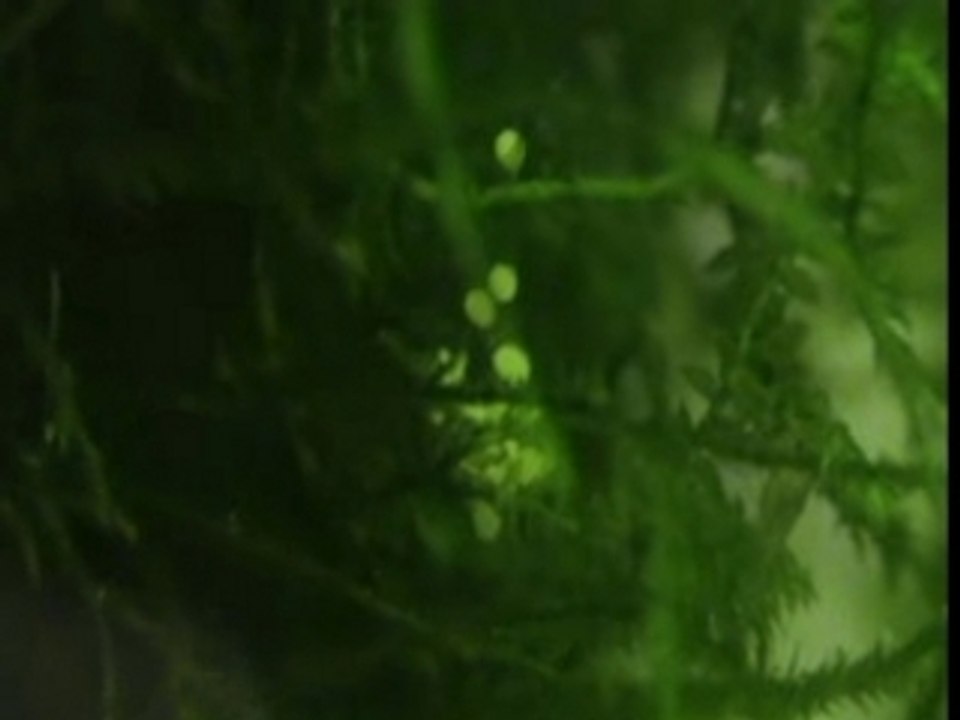 neocaridina oeuf