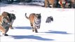 Une horde de tigres de Sibérie tentent de dévorer un drone