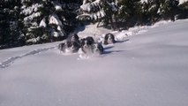 Time for fun in the snow  puppies Bernese Mountain Dog 12 weeks