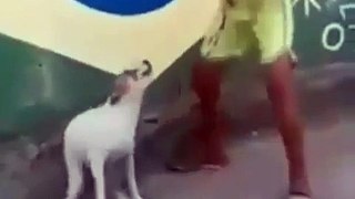 Dog vs Man Funny Dance